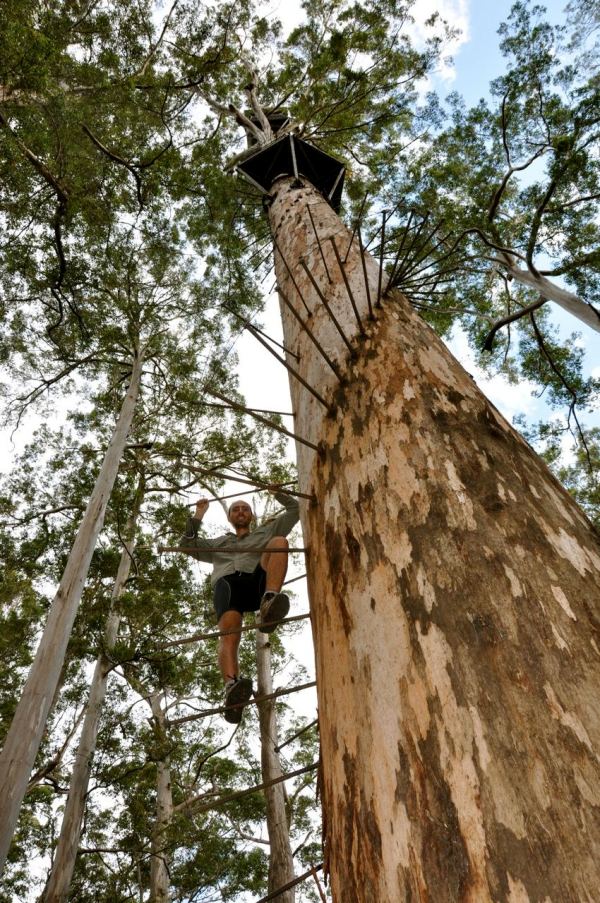 Christian climbing the Bicentennial Tree