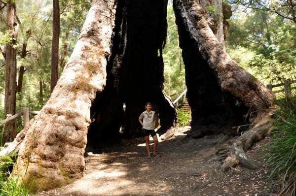 Standing inside the hollow giant tingle tree - no cars allowed