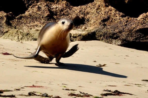 Sea lion pup running into the water to say hello, Baird Bay